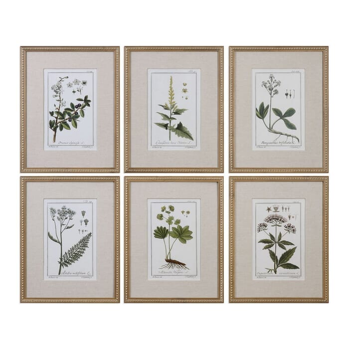 Uttermost Green Floral Botanical Study Prints in Gold Leaf Frame (S/6) Uttermost Green Floral Botanical Study Prints in Gold Leaf Frame (S/6)